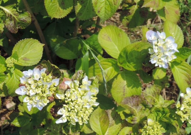 DSCN8271.JPG