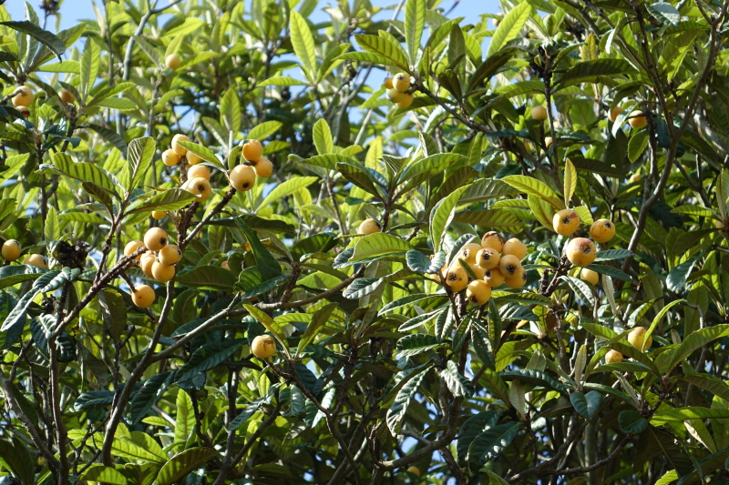 DSC07484.JPG