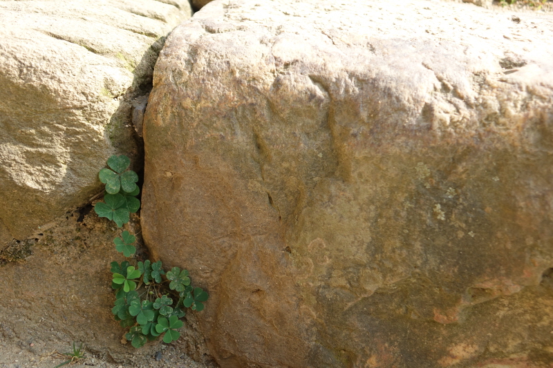 _DSC03878.JPG